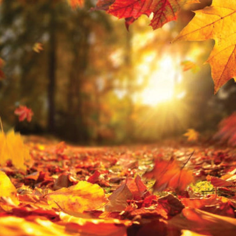 fall-event